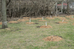 treeplanting3
