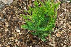 Tree-Planting-Beginnings