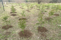 Good-Tree-planting-20
