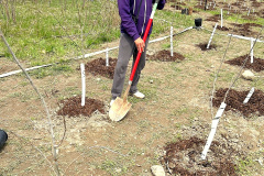 Group-Tree-planting-5
