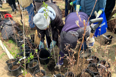 Group-Tree-planting-7