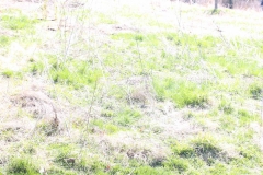 IMG_8556r
