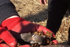 Earth-Day-Tree-Planting-Baby-Rabbit