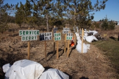 Tree-Planting-Variety-of-Plants