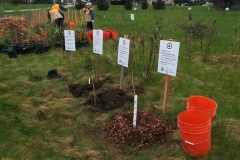 Cambridge-Tree-Planting-field-Final