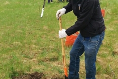 Cambridge-Tree-Planting-individual-planting-Final