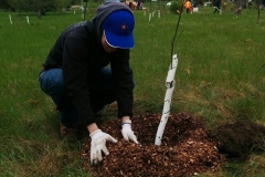 Cambridge-Tree-Planting-volunteer-mulching-Final