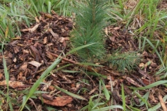 Pine-tree
