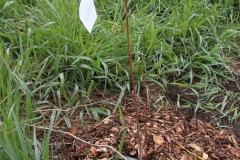 maple-tree